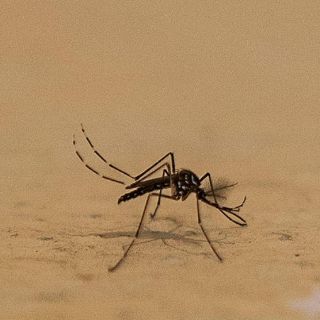 Ingredientes naturales para repelentes de insectos