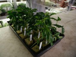 Según Anvisa, en el caso del Mevatyl, está comprobado que demostrado que ofrece una mejoría clínicamente significativa. EFE / ARCHIVO