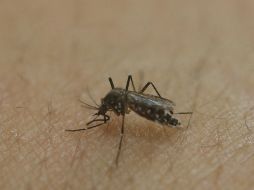 Menos común que el dengue, la fiebre amarilla tiene mayor letalidad y en una semana puede provocar la muerte. AP / ARCHIVO