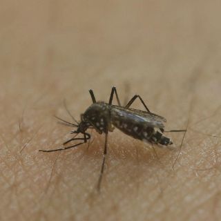 Brasil, en alerta por casos de fiebre amarilla