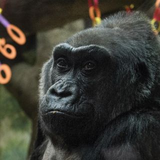 Fallece gorila de 60 años en Ohio