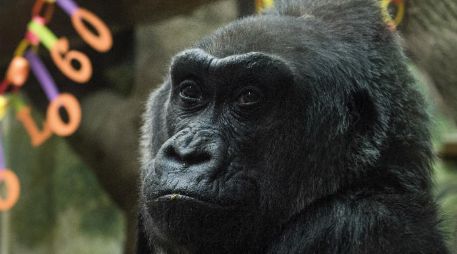 Colo nació el 22 de diciembre de 1956. Con los años fue madre de tres gorilas, abuela de 16, bisabuela de 12 y tatarabuela de tres. AP / T. Wright