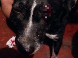 Debido a la herida de bala, el perro perdió la vista del ojo derecho. TWITTER / @MundoPatitas