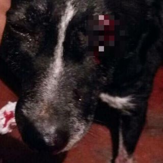 Vinculan a proceso a policía capitalino acusado de dispararle a un perro