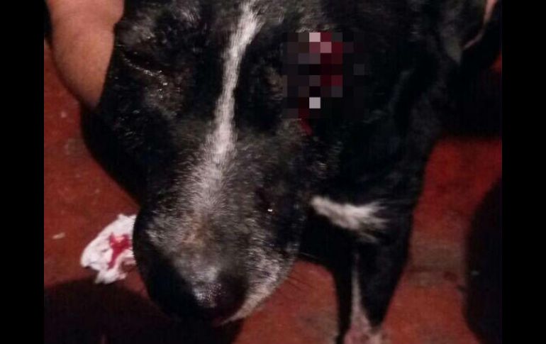 Debido a la herida de bala, el perro perdió la vista del ojo derecho. TWITTER / @MundoPatitas