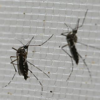 En la mira, otro caso de Guillain Barré con relación a virus zika: SSJ