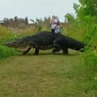 Graban a gran cocodrilo mientras cruza un camino