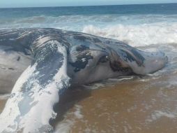 El cetáceo localizado fue un macho adulto de aproximadamente 13 metros de longitud. ESPECIAL / www.gob.mx