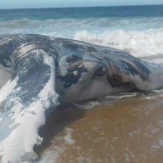 La Profepa atiende varamiento de ballena muerta en Tomatlán