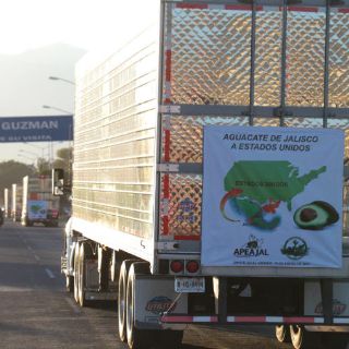 Atoran exportación de aguacate jalisciense a Estados Unidos