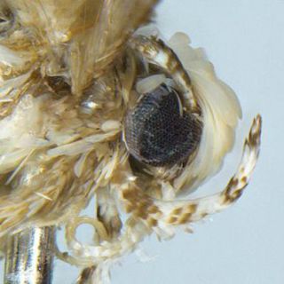 Descubren una polilla y la bautizan como 'Donaldtrumpi'