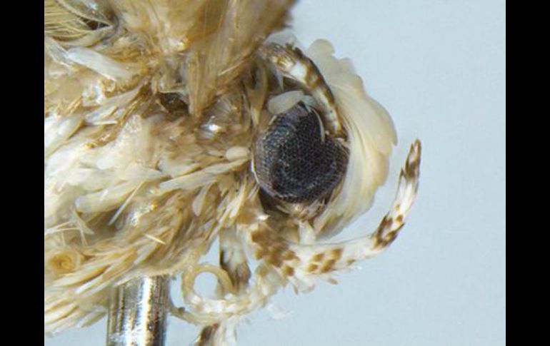 El animal se sitúa en el sur de California pero su hábitat se extiende hasta Baja California, en México. ESPECIAL / Geographic