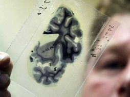 Los ejercicios de destreza como el ajedrez o llenar crucigramas, son excelentes para estimular la memoria. EFE / ARCHIVO