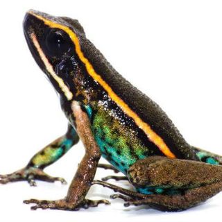 Descubren nueva especie de rana venenosa en la Amazonía peruana