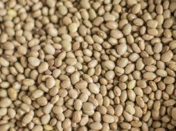 Las especies que más se cultivan en el país son el silvestre, comba, ayocote y tépari. EL INFORMADOR / ARCHIVO