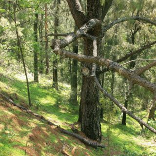 Panamá crea refugio de vida silvestre en provincia fronteriza con Colombia