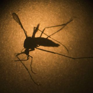 Detectan más de 40 casos de fiebre amarilla en Brasil