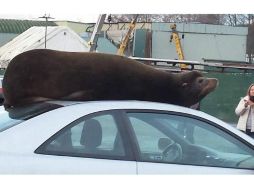 Policías bajaron al león marino sin que sufriera daños. FACEBOOK / Melanie J. Sceva Hill