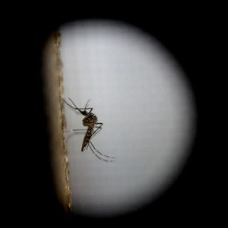 Brasil confirma 34 muertes por fiebre amarilla