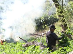 En los ocho sembradíos, las plantas son arrancadas de raíz y posteriormente incineradas. EL INFORMADOR / ARCHIVO
