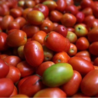 Investigan por qué el jitomate ya no sabe como antes