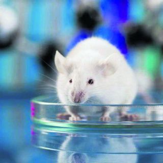 Avanzan en la generación de órganos para trasplante