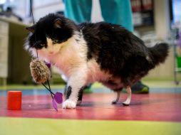 De pelo negro y blanco, hoy juega como cualquier gato de su edad con sus patas artificiales. AFP / N. Doychinov