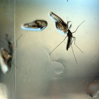 Suman 42 muertes por fiebre amarilla en Brasil