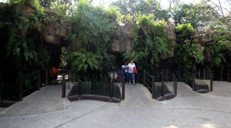 A fin de subsanar las presuntas irregularidades el zoológico presentó y ejecutó un plan para colocación de sistemas de marcaje. NTX / ARCHIVO