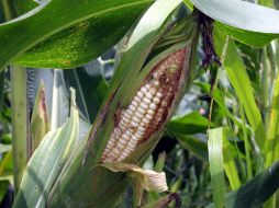 Uso medicinal. Los pelos del elote en té sirven para limpiar los riñones, el atole de masa ayuda a la reconstruir la flora intestinal. EL INFORMADOR / ARCHIVO