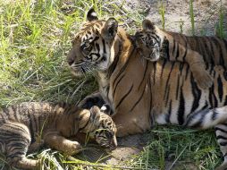 El animal anduvo merodeando por un poblado cerca de Palermo antes de ser recapturado. AP / ARCHIVO