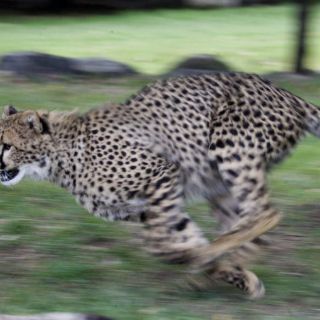 Pieles falsas en Sudáfrica para proteger a los leopardos
