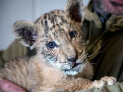 Los ligres son animales extremadamente raros ya que la probabilidad de que nazcan en su entorno salvaje es casi nula. AFP / Y. Maltsev