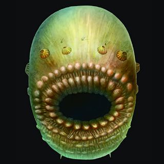 Saccorhytus, la criatura que pudo ser el primer abuelo del ser humano