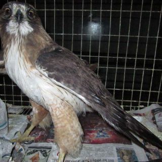 La Profepa e Interpol van contra delitos ambientales