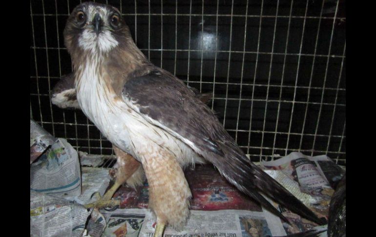 Cerca de 350 millones de plantas y animales son vendidos en el mercado negro cada año, según un reporte. EFE / ARCHIVO