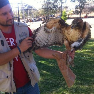 Aseguran nueve animales silvestres en San Juan de los Lagos