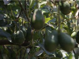 El titular de la Semarnacc indicó que seguirán con los operativos en la zona, para detectar las  huertas de aguacate improcedentes. EL INFORMADOR / ARCHIVO