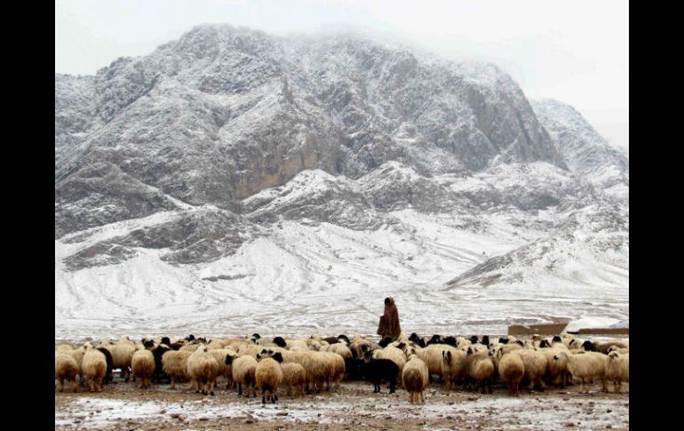 Las temperaturas glaciales también han matado a un centenar de animales domésticos. EFE / M. Sadiq