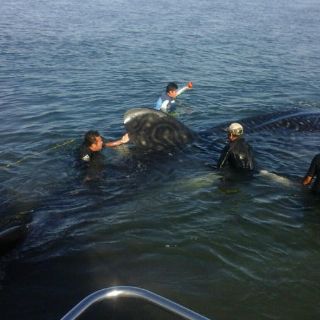 Rescatan a tiburón Flavio por segunda vez en la semana