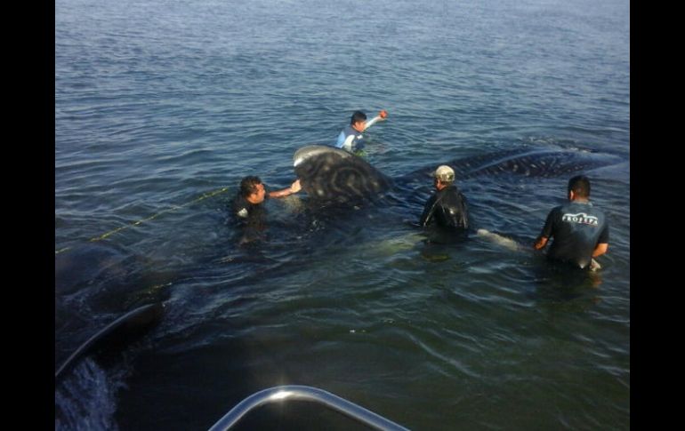Flavio arriba cada año a la Bahía de la Paz desde el 2004, mide 7.5 metros y pesa aproximadamente 12 toneladas. NTX / Especial