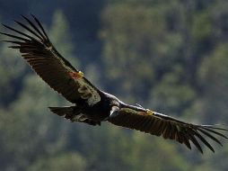 Los cóndores suelen vivir en pareja, son monógamos, se reproducen cada dos años y llegan a vivir hasta los 50 años. AP / ARCHIVO