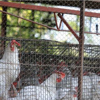 Reportan sacrificios de aves en Japón por gripe aviar en Saga