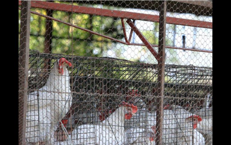 Para intentar contener el brote, las autoridades han prohibido el movimiento de aves y huevos en torno a las granjas afectadas. EL INFORMADOR / ARCHIVO
