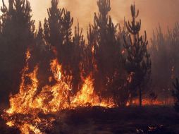 La región del Maule es la que encabeza la extensión de los incendios, con 284 mil hectáreas afectadas. EFE / ARCHIVO
