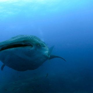 Estudian desplazamiento de ballenas por calentamiento global