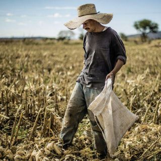 Oruga destructora de cultivos amenaza agricultura mundial