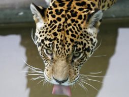 Los expertos concluyen que en el planeta existen casi 64 mil jaguares. EFE / ARCHIVO