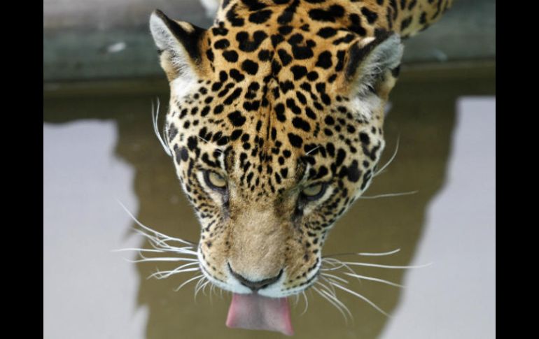 Los expertos concluyen que en el planeta existen casi 64 mil jaguares. EFE / ARCHIVO