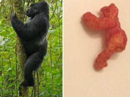 El animal fue asesinado a disparos en el zoológico de Cincinnati después de arrastrar a un niño pequeño que entró en su recinto. ESPECIAL / eBay